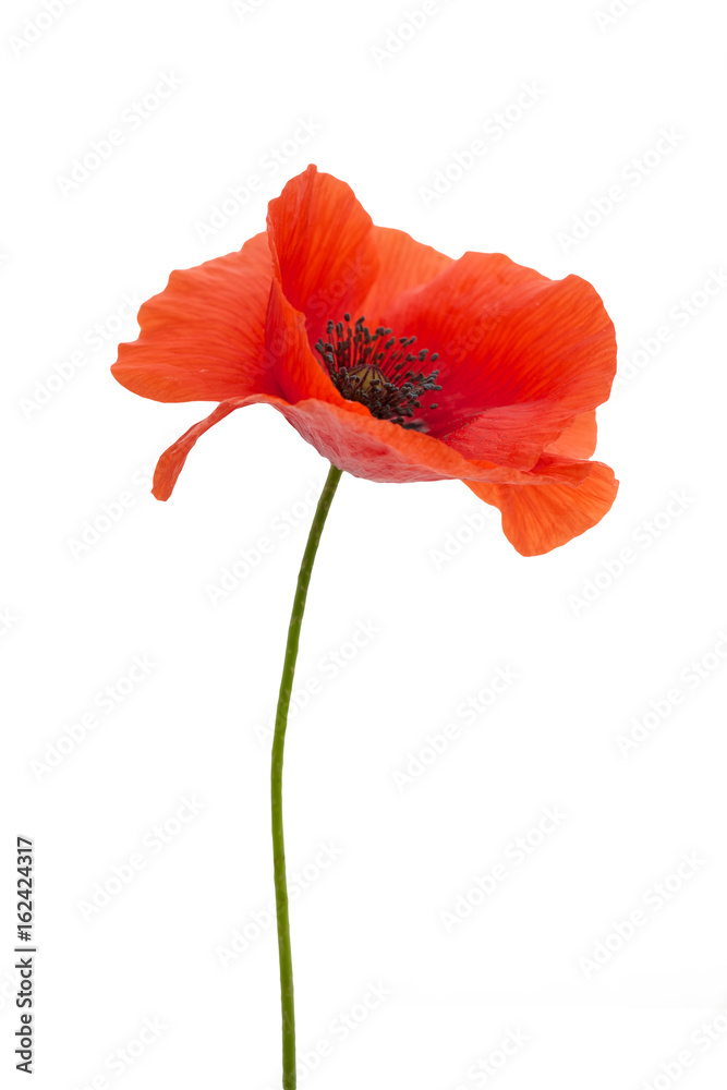 Obraz premium jasny czerwony kwiat maku na białym tle