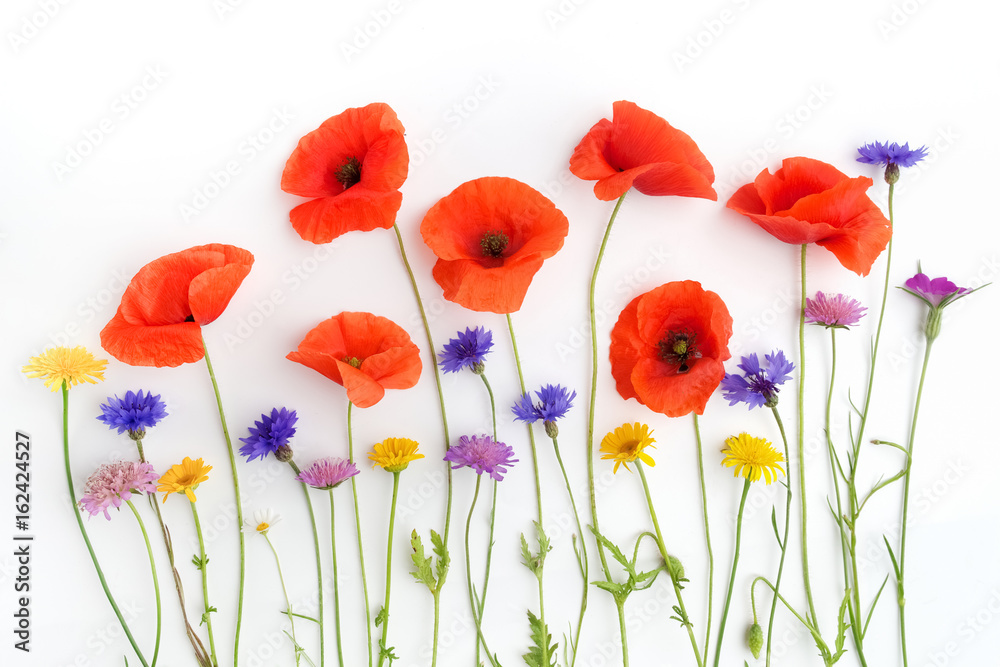 Obraz premium Red poppies and wild flowers in a row on white. Flat lay. Top view