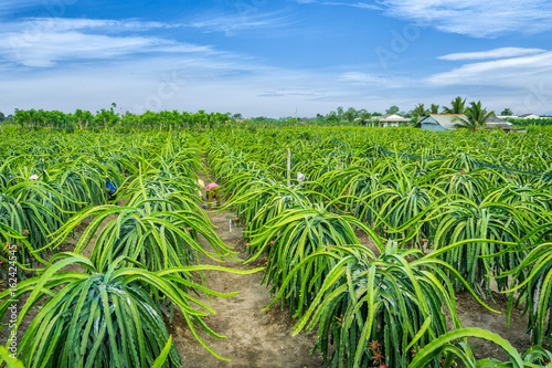 Farmers harvest dragon fruit