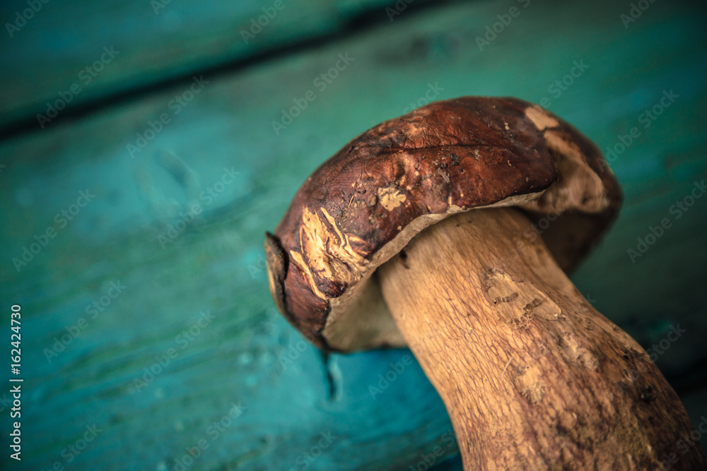 Bolete mushroom on wooden table / Fresh raw mushroom picked from the forest on turquoise rough wooden  background, directly above view