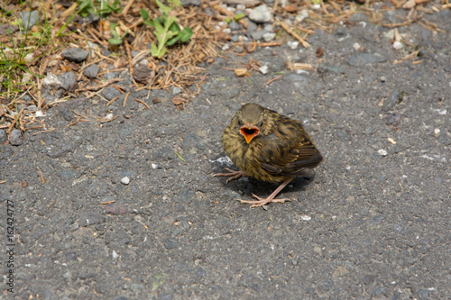 hungry bird with open beak, standing on an asphalt road