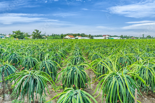 Dragon fruit field looking down