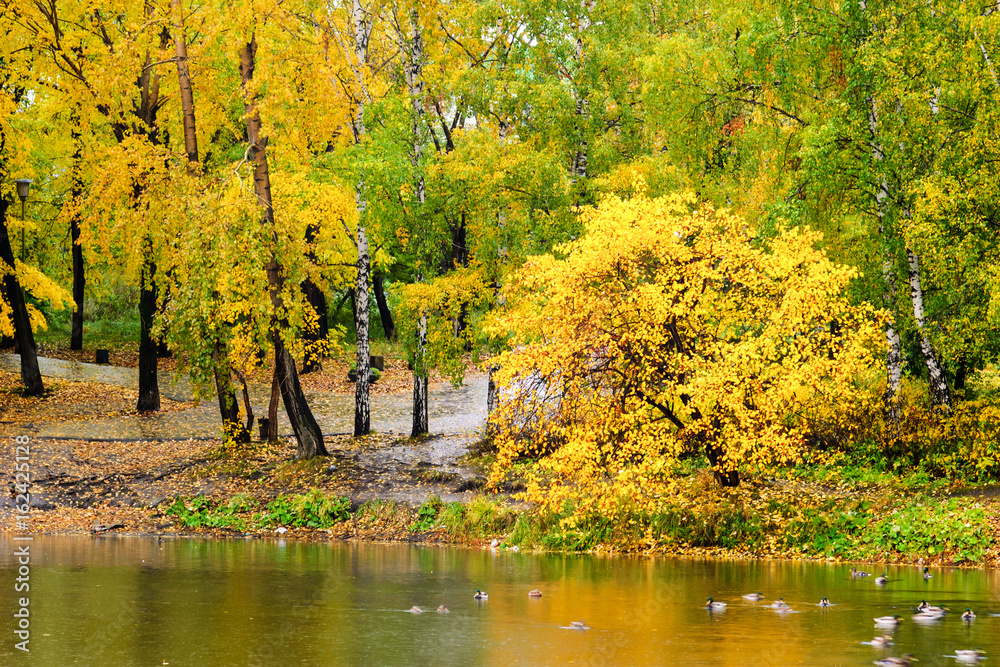 Autumn park, ducks on a pond