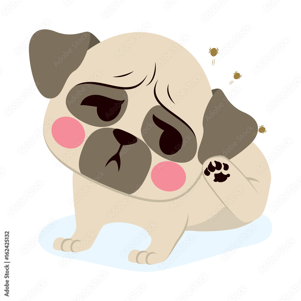 Naklejka premium Sweet puppy dog French bulldog with tick scratching his ear