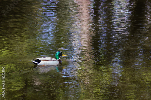 The Mallard Duck Floats in the Pond