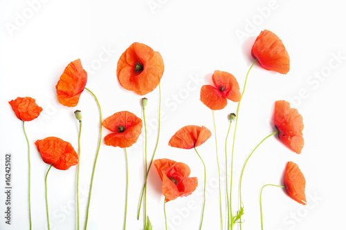 Red poppy flowers in a row on white. Flat lay. Top view © vetre