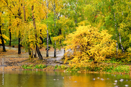 Autumn park, ducks on a pond © Genri