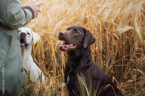 Fototapeta Naklejka Na Ścianę i Meble -  Portrait von einem jungen braunen labrador retriever hund welpen mit hellen intensiven Augen
