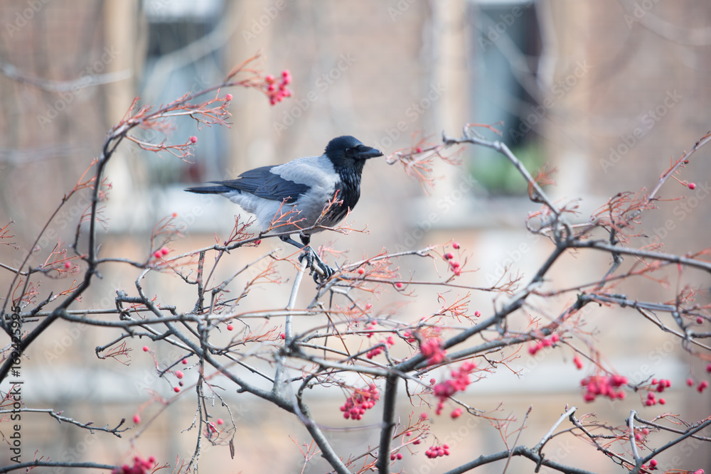 Fototapeta premium Aves en Budapest - Hungary