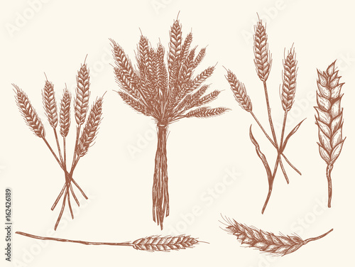 Wheat ears sketch doodle, vector collection wheat © no_stromo