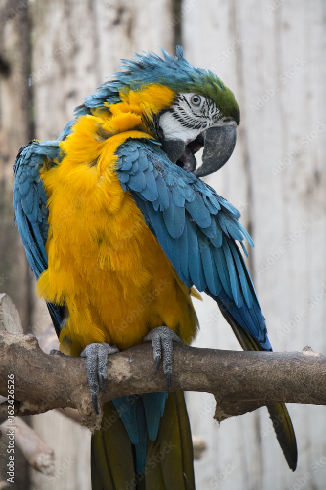 yellow and blue macaws perched on a branch, preening