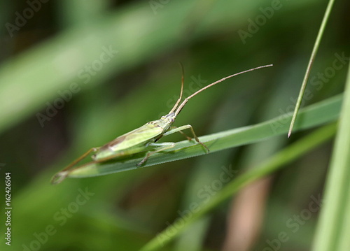 Zielony insekt z długimi czułkami