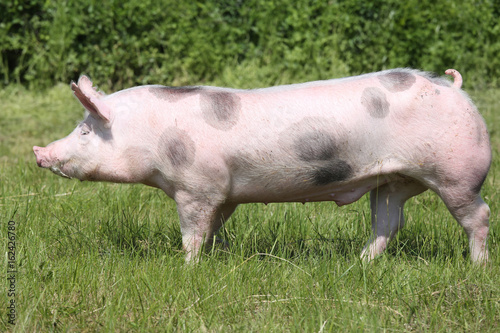 Spotted pietrain pig with black spots on the meadow © acceptfoto