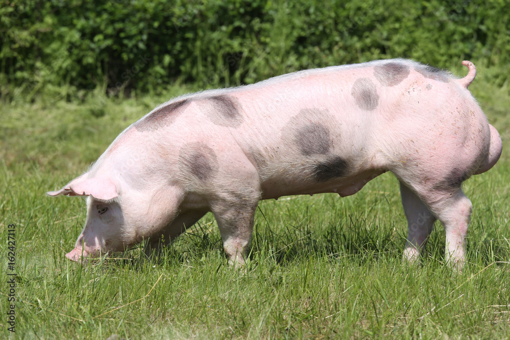 Young pietrain breed pig on natural environment Young pietrain breed pig on natural environment