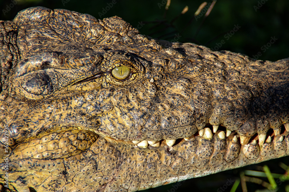 Fototapeta premium Nile crocodile on Madagascar