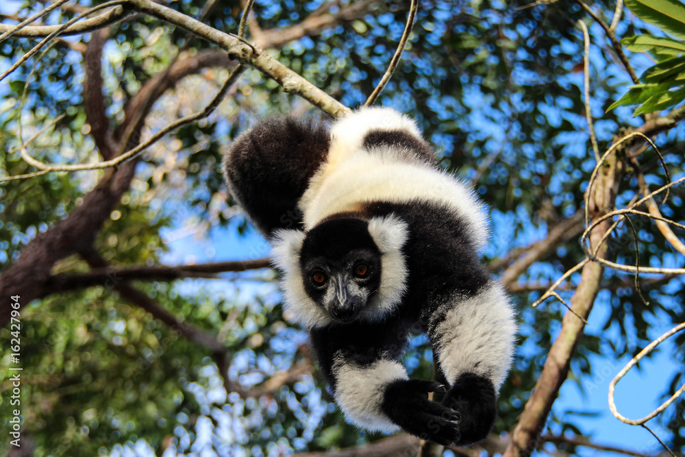 Fototapeta premium Black-and-white ruffed lemur, Madagascar