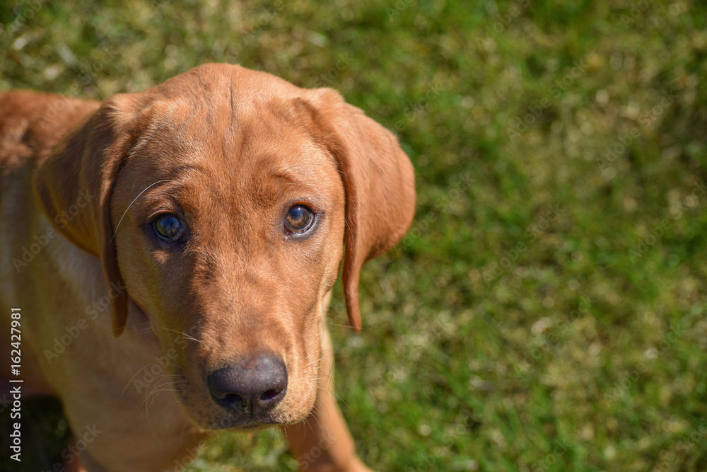 Red Lab Pup