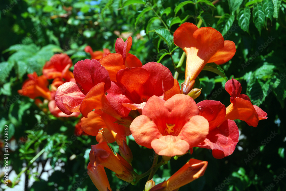 Bosquets fleuris au cœur de Saint-Tropez