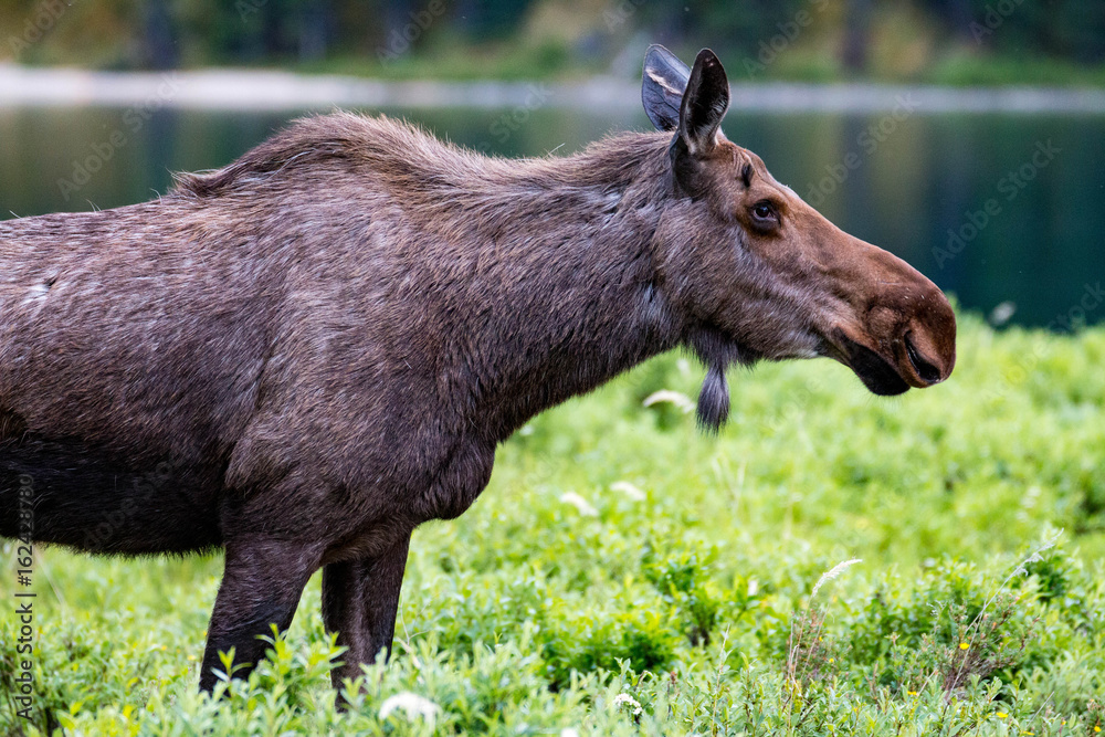 Moose at Maligne Lake, Jasper National Park, Canada Moose at Maligne Lake, Jasper National Park, Canada