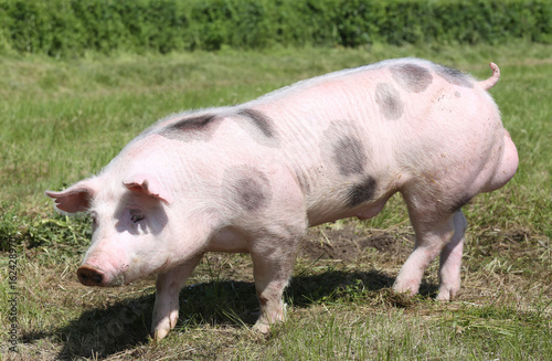 Young pietrian breed pig on natural environment © acceptfoto