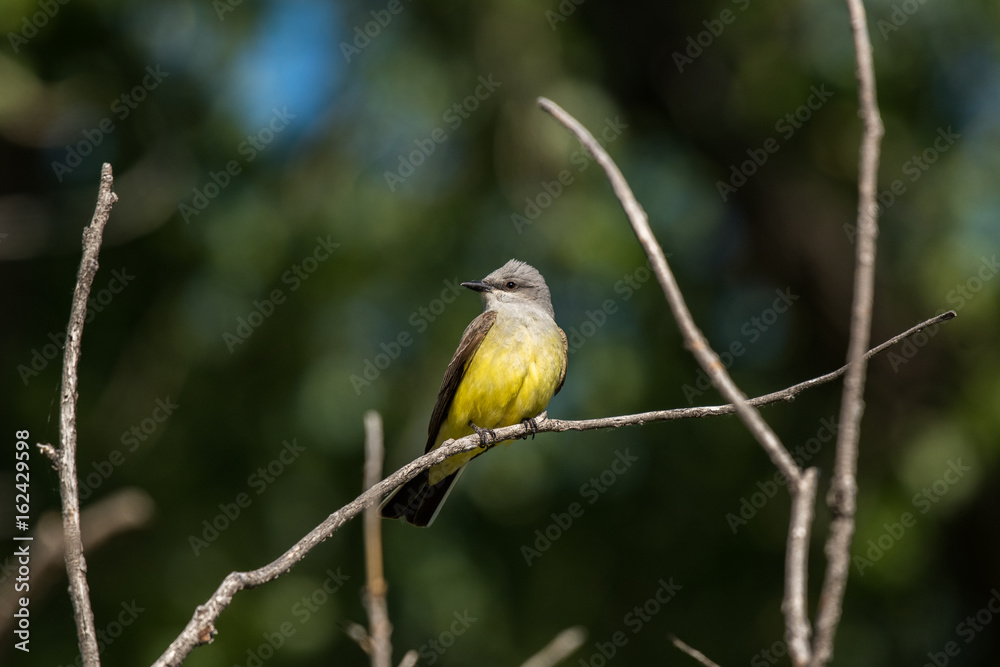 Obraz premium Western Kingbird Perched Looking for Food