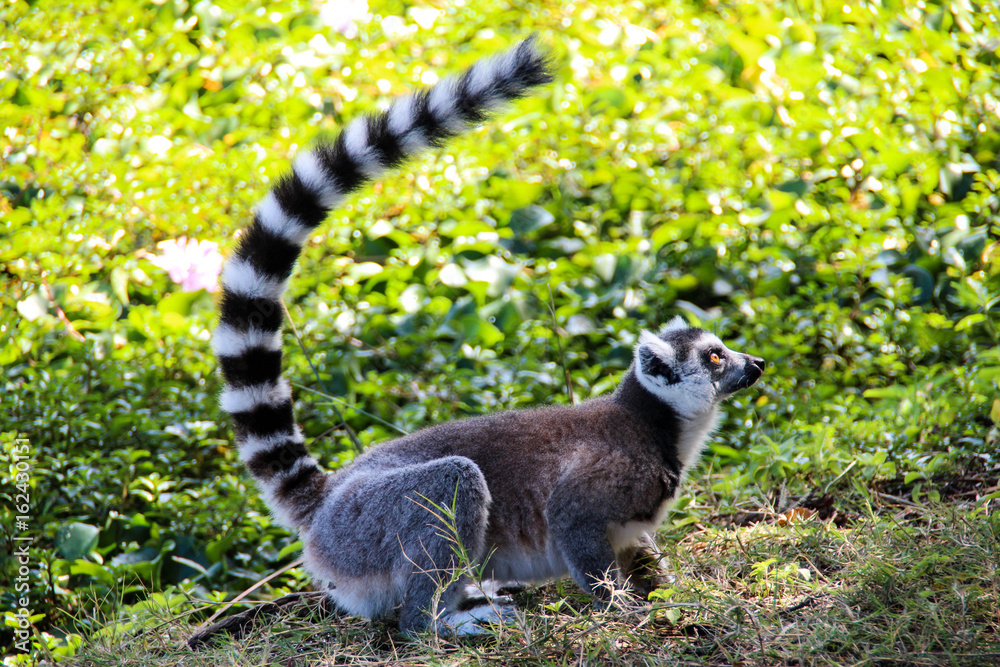 Obraz premium Ring-tailed lemurs in Isalo National Park, Madagascar