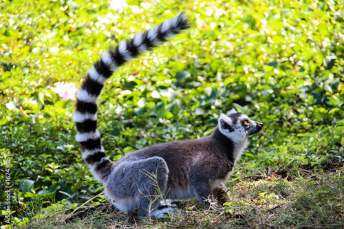 Ring-tailed lemurs in Isalo National Park, Madagascar