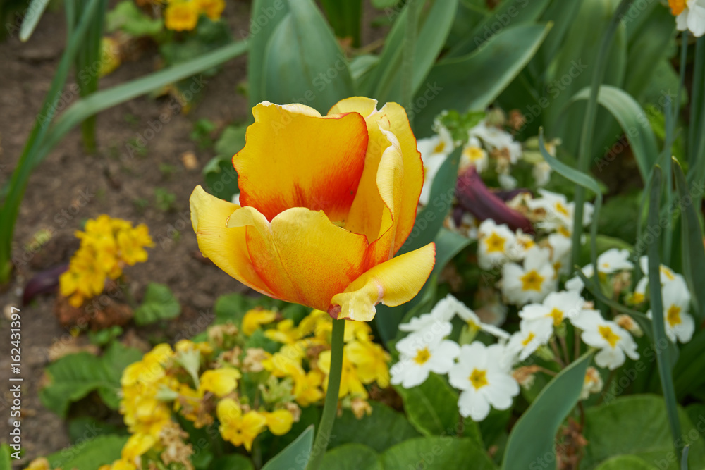 Tulipe jaune . Tulipe jaune .