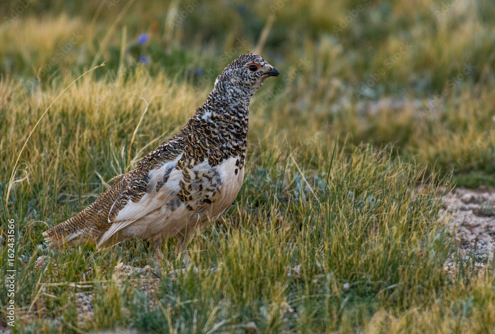 Fototapeta premium White-tailed Ptarmigan in Mid Plumage During Late Spring