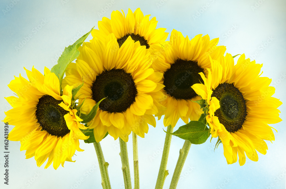 Obraz premium Five sunflowers on a blue background
