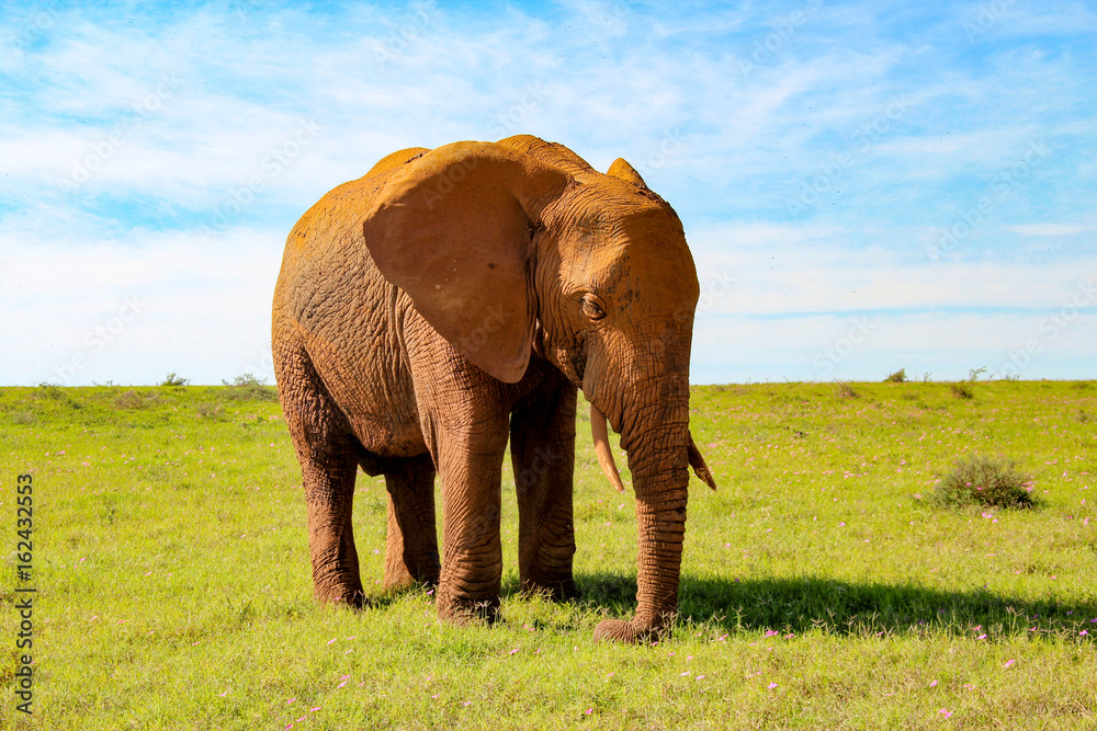 Obraz premium Elephants in Addo Elephant National Park, South Africa