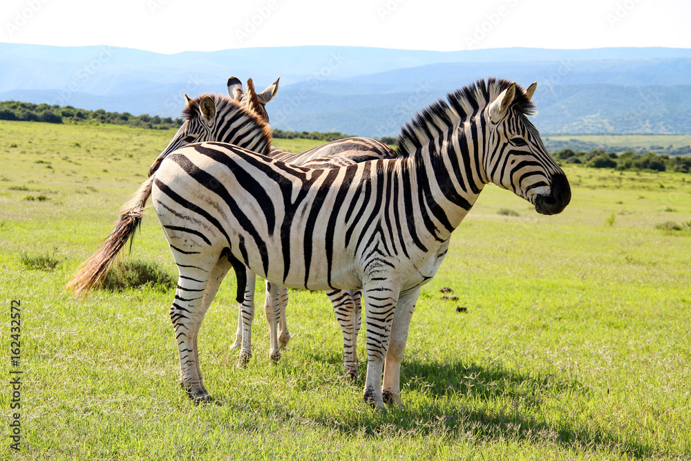 Naklejka premium Burchell's zebra in Addo National Park, South Africa