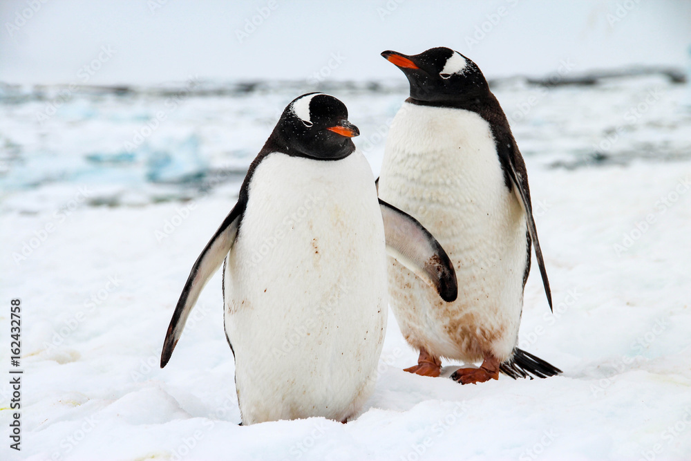 Obraz premium Cute gentoo penguins on Cuverville Island, Antarctica