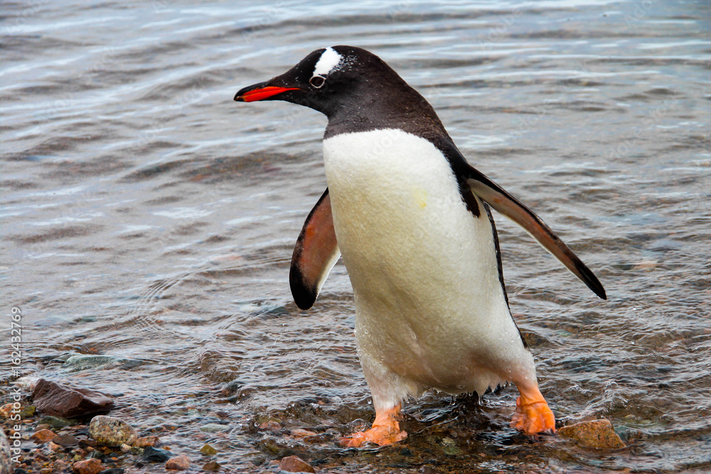Naklejka premium Cute gentoo penguins on Cuverville Island, Antarctica