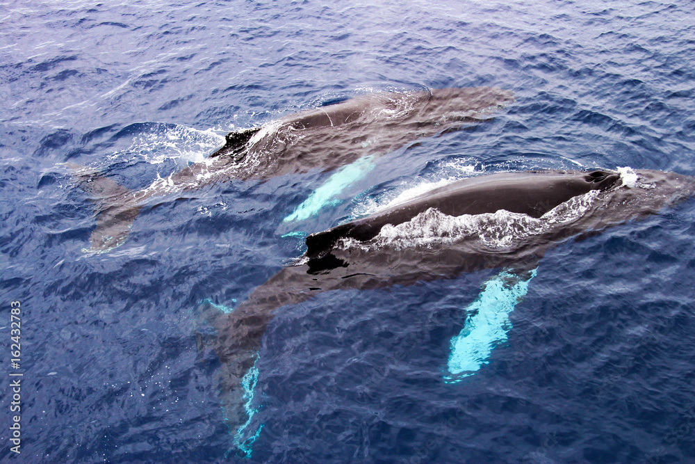 Obraz premium Humpback whales in Antarctica
