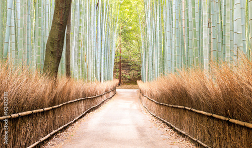 Arashiyama Bamboo Forest - Kyoto, Japan