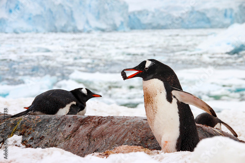 Cute gentoo penguins on Cuverville Island  Antarctica