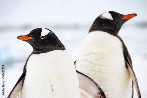 Cute gentoo penguins on Cuverville Island  Antarctica