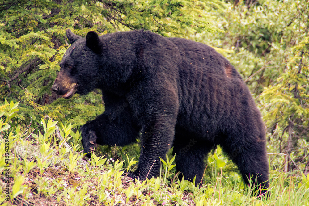 Black bear in Jasper National Park, Alberta, Canada Black bear in Jasper National Park, Alberta, Canada