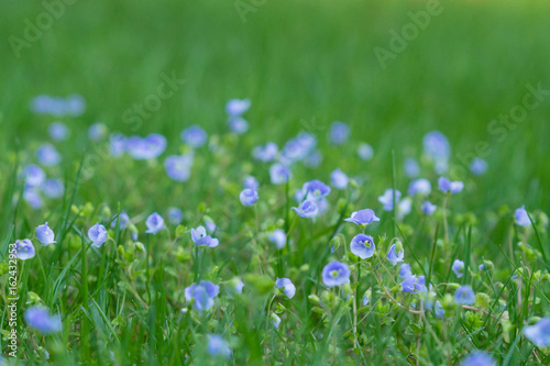 Closeup of speedwell (Veronica) growing in a lawn