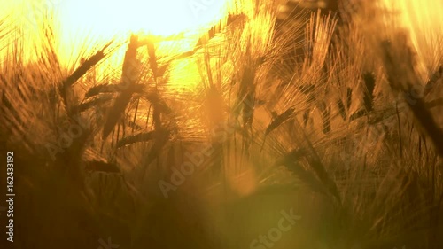 4K clip of wheat or barley field blowing in the wind at sunset or sunrise