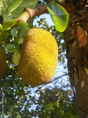 Durian afruit on a tree photo