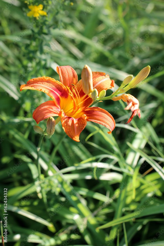 Lilie, Blüte einer Lilie, Natur, Blumen Lilie, Blüte einer Lilie, Natur, Blumen