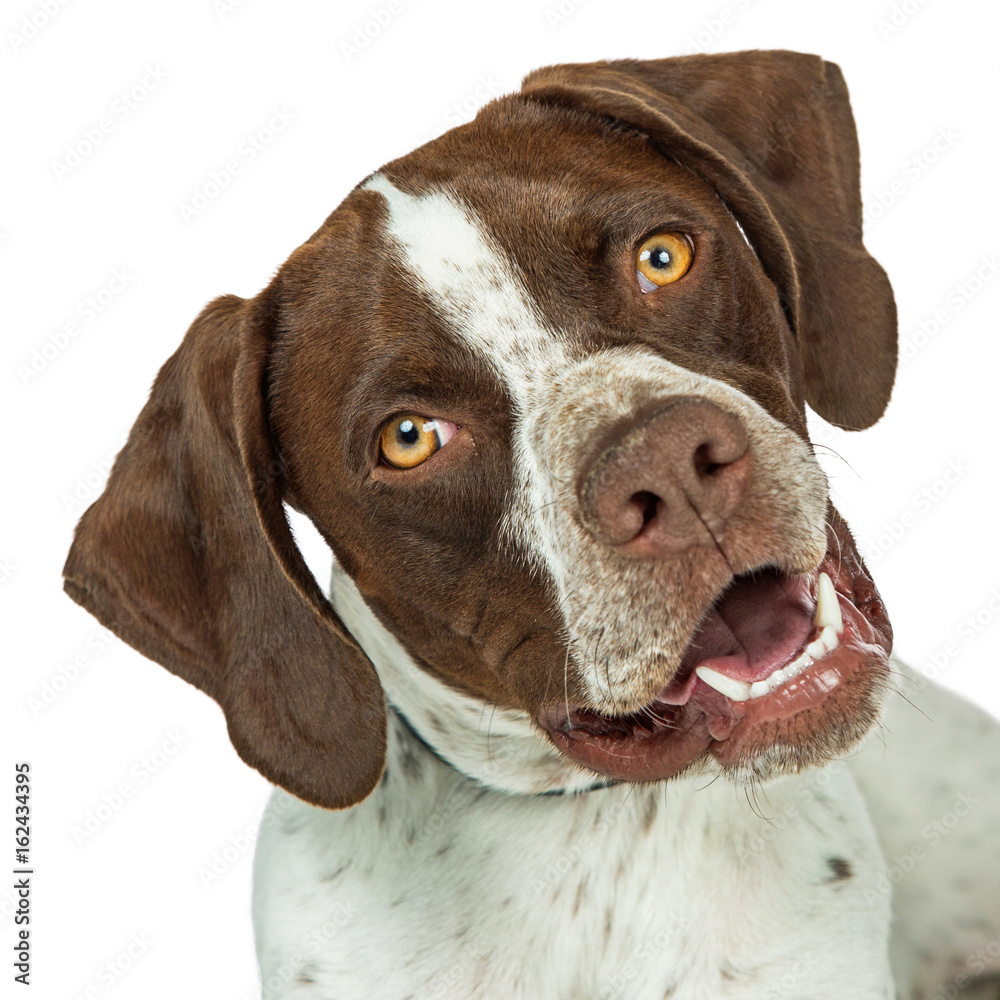 Closeup Shorthaired Pointer breed dog tilting head