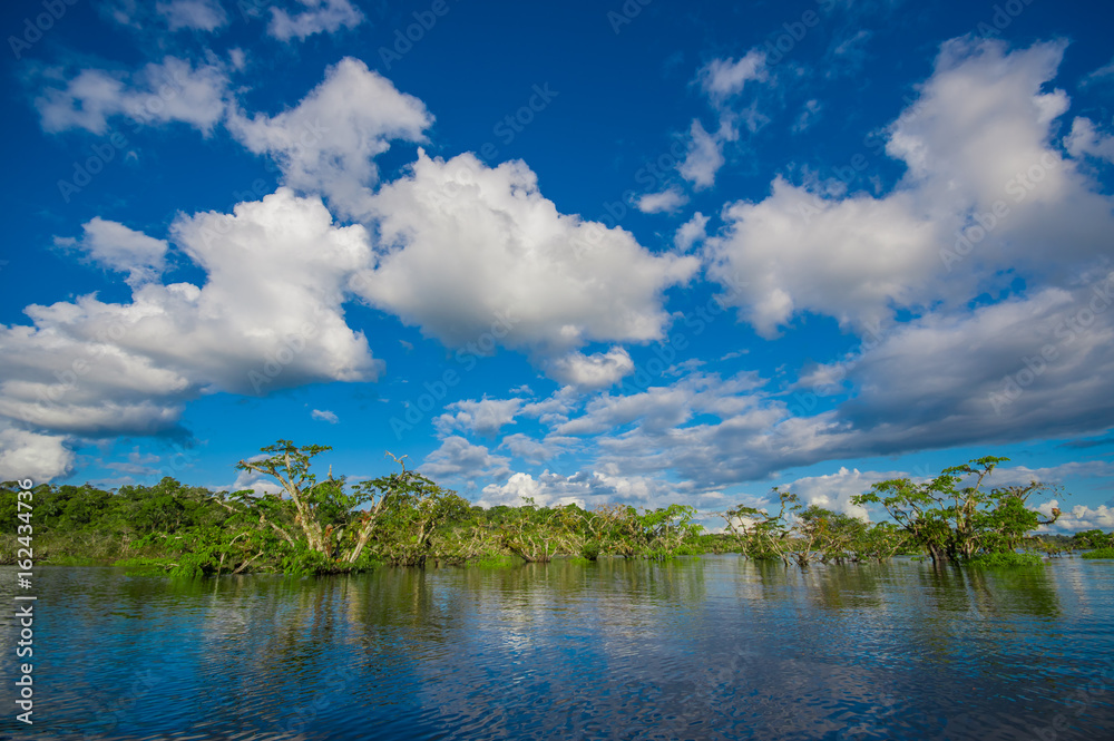 Water trees found in tropical and subtropical tidal areas, Cuyabeno Wildlife Reserve National Park, in Ecuador, in a sunny day