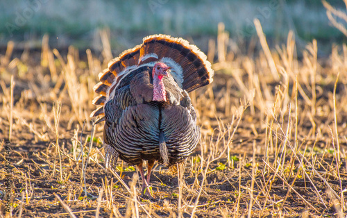 Male Turkey Tom in Display Attempting to Attract a Mate