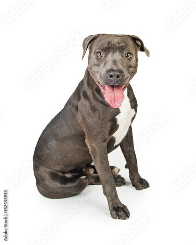 Grey Pit Bull Dog Sitting - Mouth Open Tongue Out
