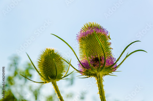 Dipsacus Sativus