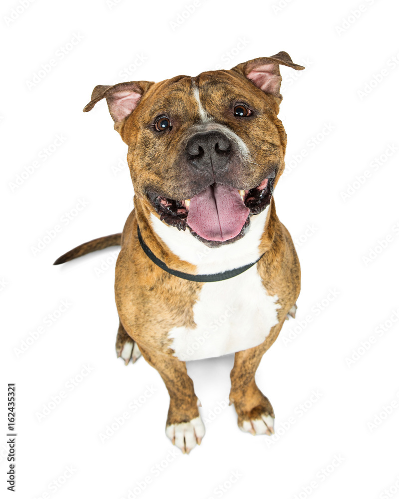 Happy Brown Brindle Pit Bull Dog Looking Up
