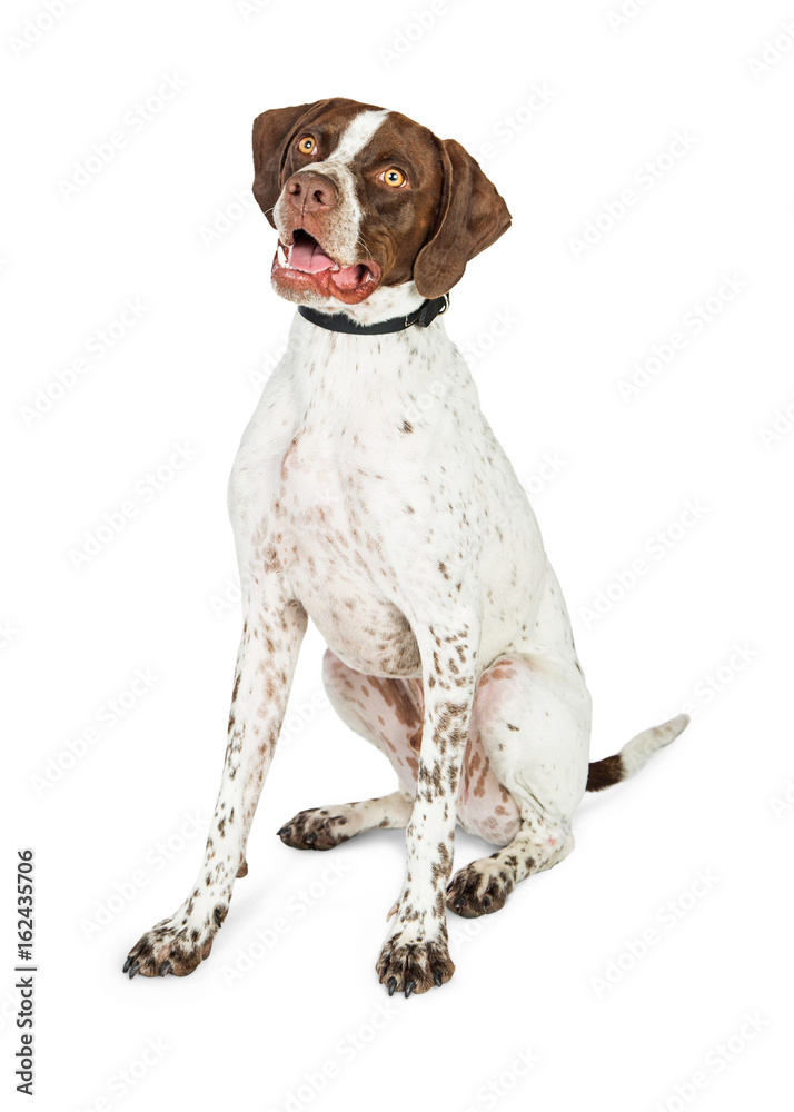 Happy Shorthaired Pointer Dog Sitting on White